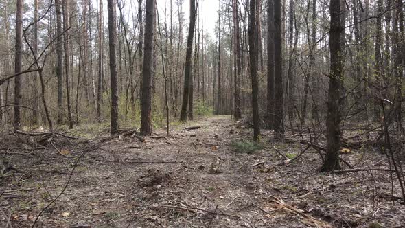 Road in the Forest During the Day Slow Motion