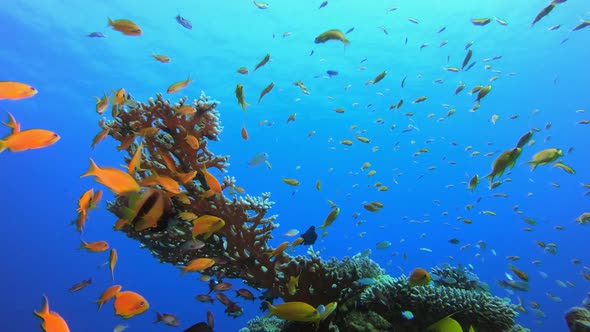 Blue background Reef