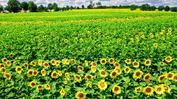 Aerial view of blooming sunflower field in sunny summer alt