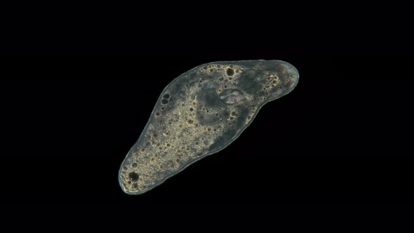 Turbellaria Flatworm Under the Microscope Platyhelminthes Phylum Order Rhabdocoela