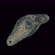 Turbellaria Flatworm Under the Microscope Platyhelminthes Phylum Order Rhabdocoela - VideoHive Item for Sale