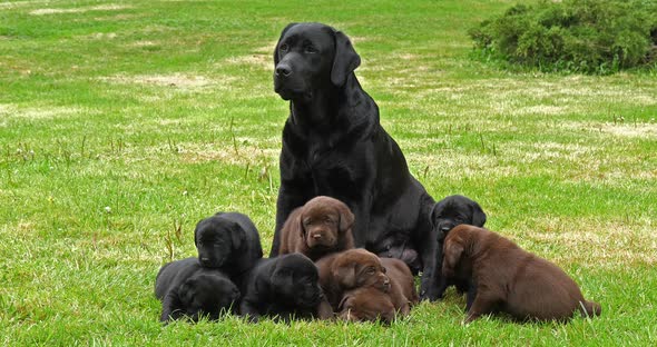 Black Labrador Retriever Bitch and Black and Brown Puppies on the Lawn, Normandy, 4K Slow Motion