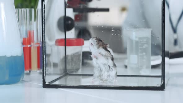 Close Up of Mouse in Glass Container After Experiment in Chemistry Lab
