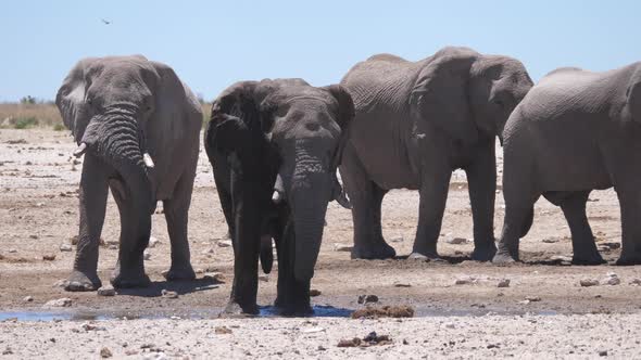 Elephant splashes himself with mud 