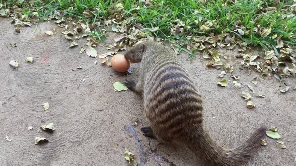 On cracking egg, one African Banded Mongoose is swarmed by others