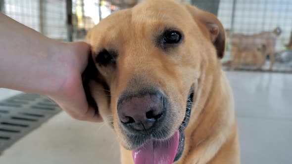 Closeup of Male Hand Petting Labrador Dog in Pet Shelter