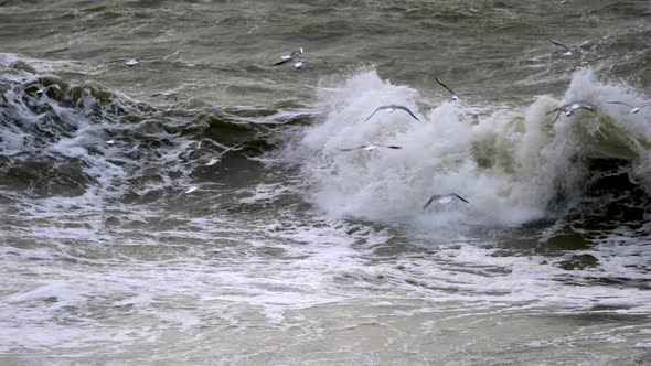 Storm on Winter Ocean. Giant Waves Rolling and Crashing Against Making Splashes of Foam. Seagulls