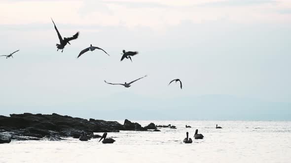 Costa Rica Birds and Wildlife, Brown Pelican (pelecanus occidentalis) Feeding Frenzy, Amazing Animal