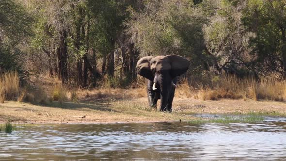 Footage of a majestic old tusker african elephant bull walking along the water edge of a natural lak