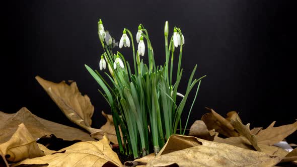 Snowdrop Flower Blossom Timelapse