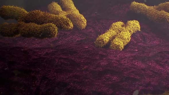 3d animation X chromosomes. Telomerase restores short bits of DNA known as telomeres.
