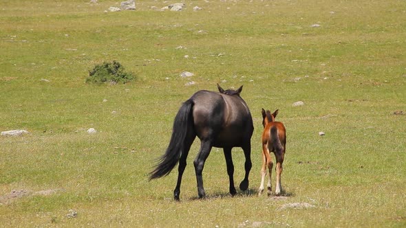 Mother horse walking with her cub