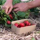Female farmer is gathering fresh ripe strawberry at the field - VideoHive Item for Sale