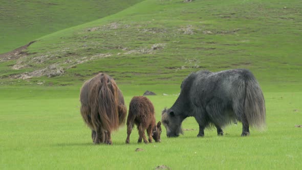 Gray and Brown Yaks Grazing in the Grassland