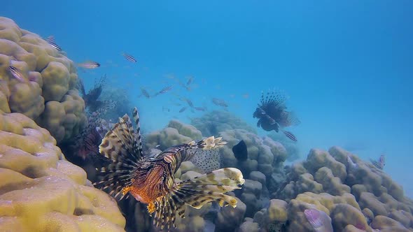 Beautiful Coral Garden Lion-Fish