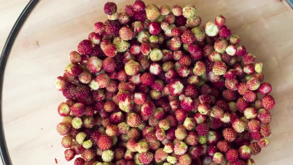 Forest strawberries in summer