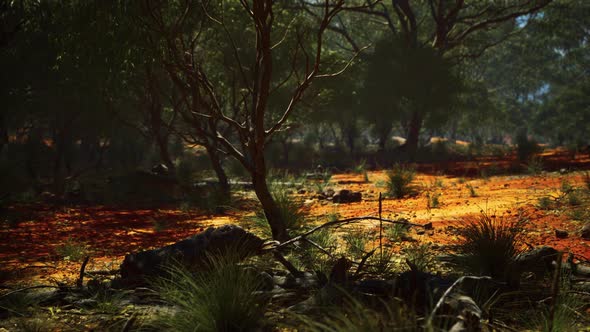 Red Sand Bush with Trees