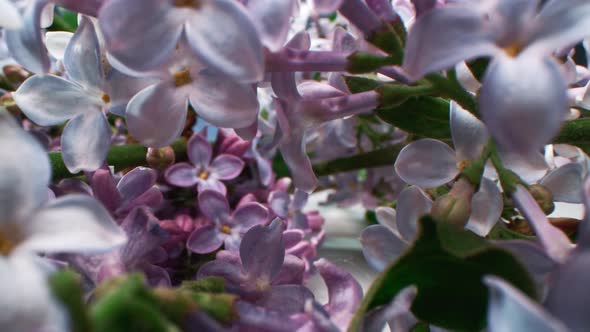 Lilac Flowers With Bright Green Stems