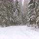 Walk Along Path in Winter Snow Forest - VideoHive Item for Sale