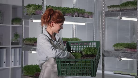 Organic Business Handsome Female Farmer in Glasses Collects Containers with Microgreen and Puts in