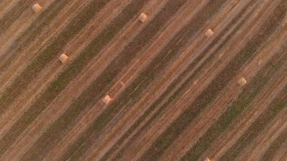 Many Rolls of Straw in the Agricultural Field in the Evening After Harvesting