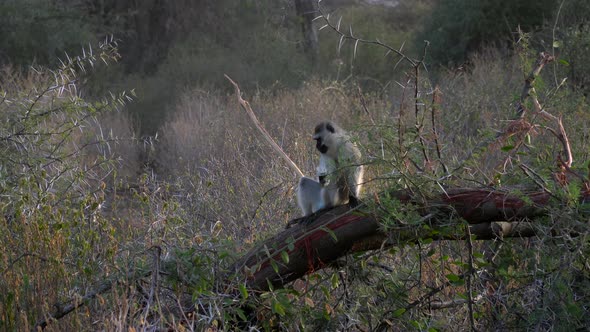 Vervet monkey in a Kenyan national park