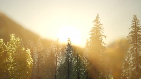 Pine Forest on Sunrise with Warm Sunbeams