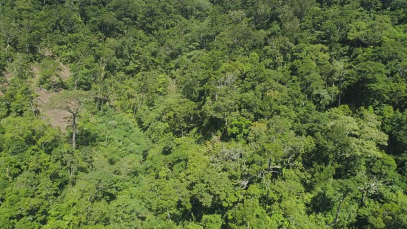 View Mountain Landscape Rainforest