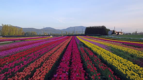 Aerial drone view of tulip flowers fields growing in rows of crops