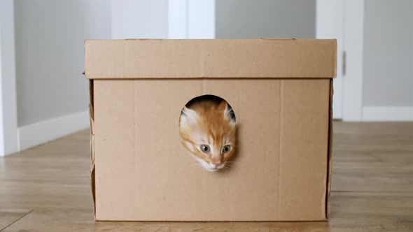 Cute Ginger Kitten Getting Out From Hole in a Cardboard Box
