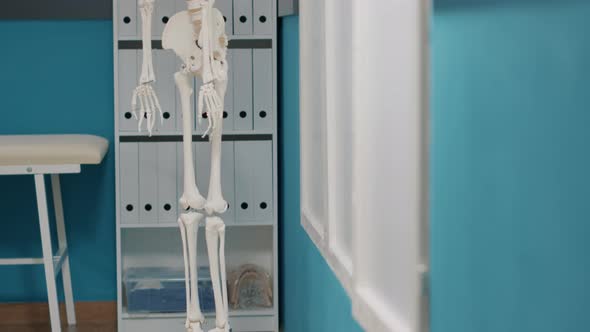 Human Skeleton with Bones and Spinal Cord in Osteopathy Office