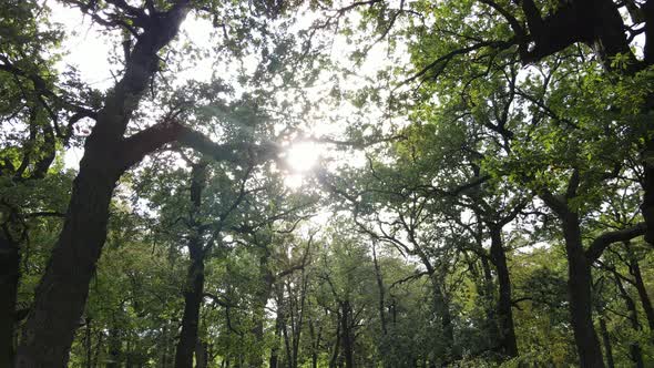 Aerial View of Green Forest in Summer. Ukraine. Slow Motion