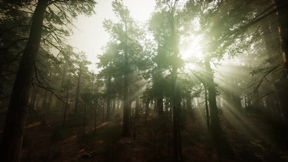 Redwood Forest Foggy Sunset Scenery