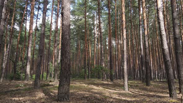 Landscape Inside the Forest with Pine Trees