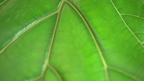 Macro of a Vibrant Green Leaf