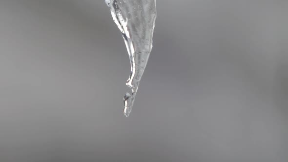 Melting Icicle