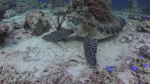A green sea turtle is resting on a tropical reef accompanied by blue reef fishes.