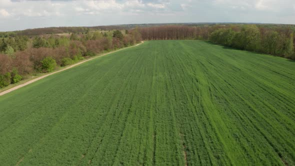 Span over the field on which planted green seedlings of wheat, corn or zhita