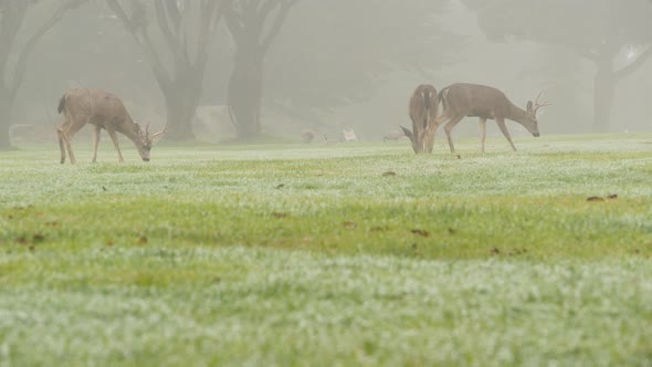 Wild Male Deer with Antlers Horns Grazing Green Lawn Grass