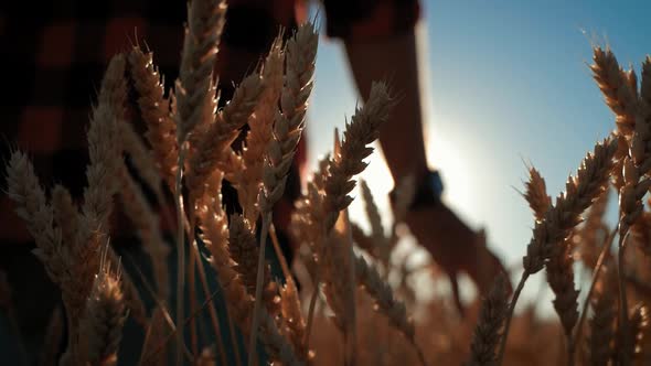 Young Farmer in Hat Working in a Wheat Field at Sunset. Agronomist Plans Harvest Among Ears of Wheat
