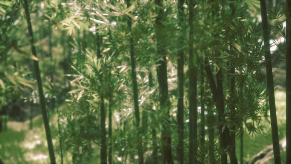 Green Bamboo Forest in Hawaii