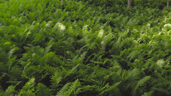 Dense fern coverage on forest floor slow aerial