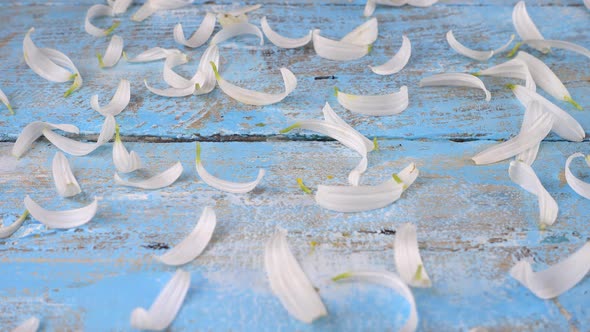 White chamomile petals on a light blue vintage wooden background. Summer theme.