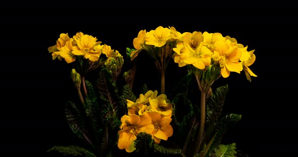 Yellow Primrose Flowers on a Black Background, Time Lapse