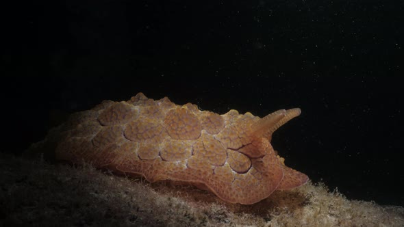 Creative view of a large Sea Slug illuminated by a scuba diver underwater light. Marine science vide