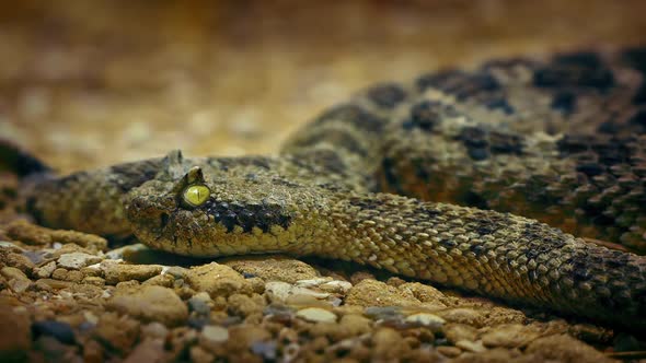 Rattlesnake on Desert Floor