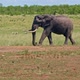 Elephants By The Watering Hole - I - Big Tusker - VideoHive Item for Sale