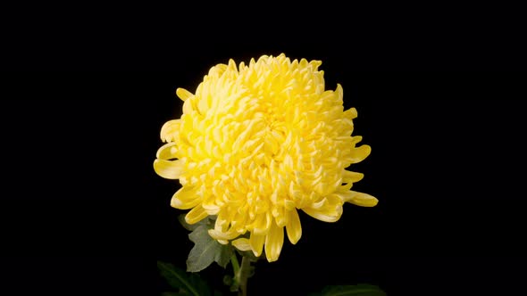 Beautiful Yellow Chrysanthemum Flower Opening