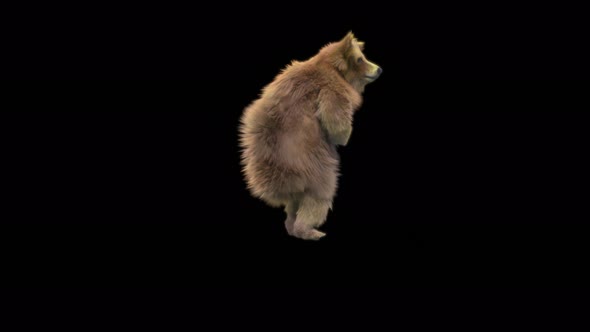 160 Bear Dancing 4K