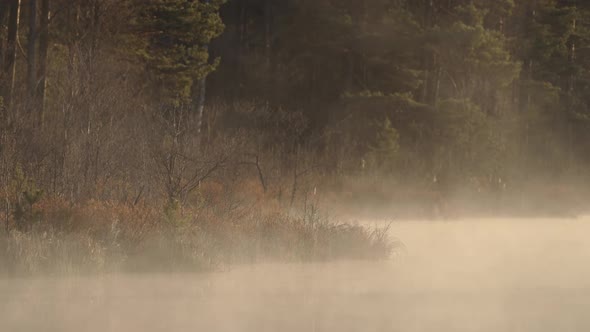 Misting Fog Early in the Morning Over the Swamp Lake